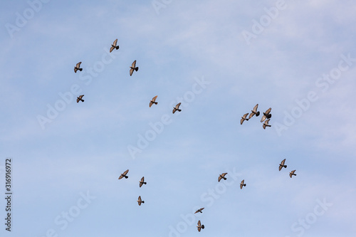 flock of pigeons