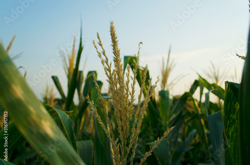 picture of corn cob in organic corn field.