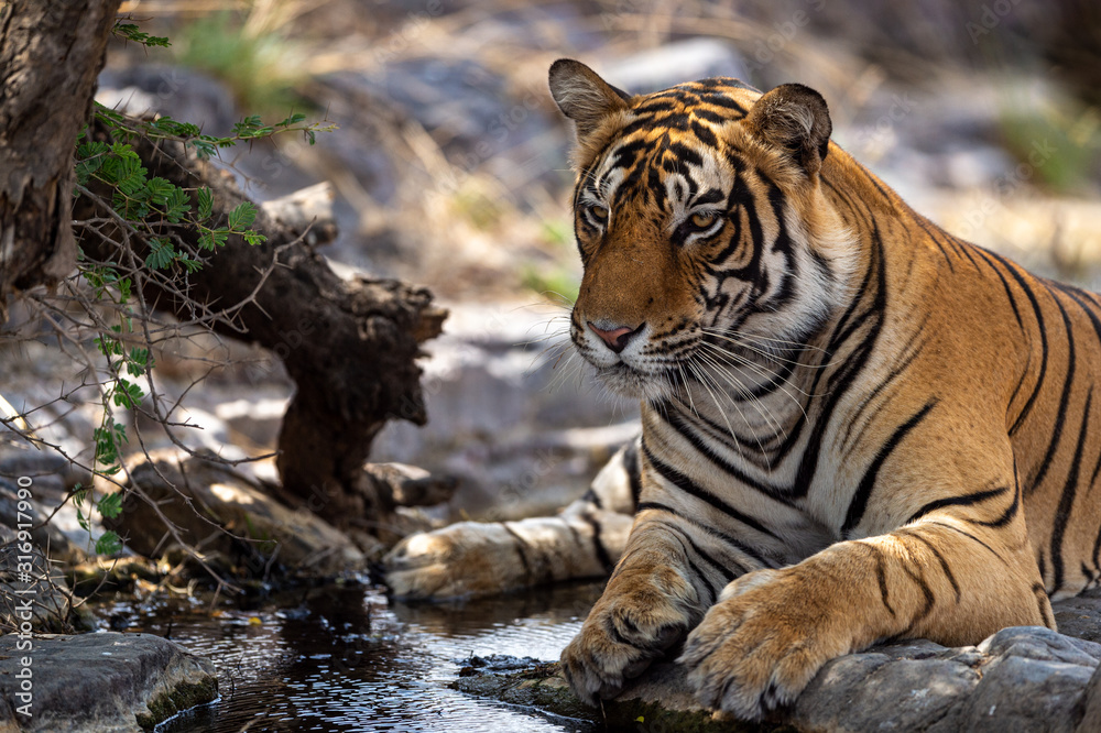 Obraz premium Wild male tiger cooling off in water during hot summer season at ranthambore national park or tiger reserve, rajasthan, india - panthera tigris