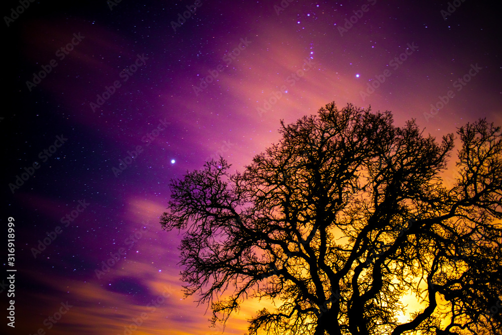 Vibrant Night with a tree and stars