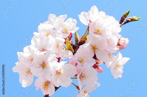桜の枝