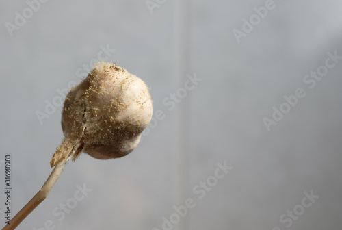 Close-Up Moldy garlic on white background.