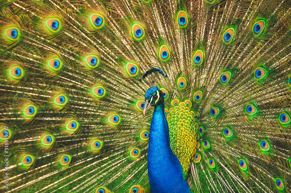 Obraz premium Peacock patterns