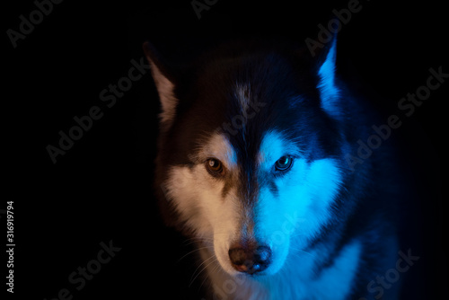 Photography Husky portrait of a wolf's head on a black background