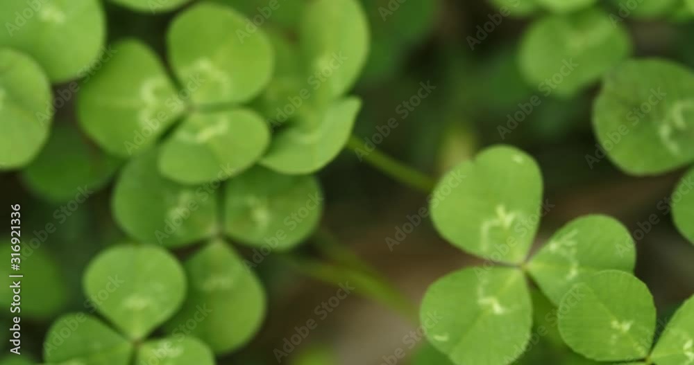 Panning across a field of clovers , finding, and picking a lucky four leaf clover. Shamrock shape for lucky charm or St. Patrick's Day. Panning across a field of clovers , finding, and picking a lucky four leaf clover. Shamrock shape for lucky charm or St. Patrick's Day.