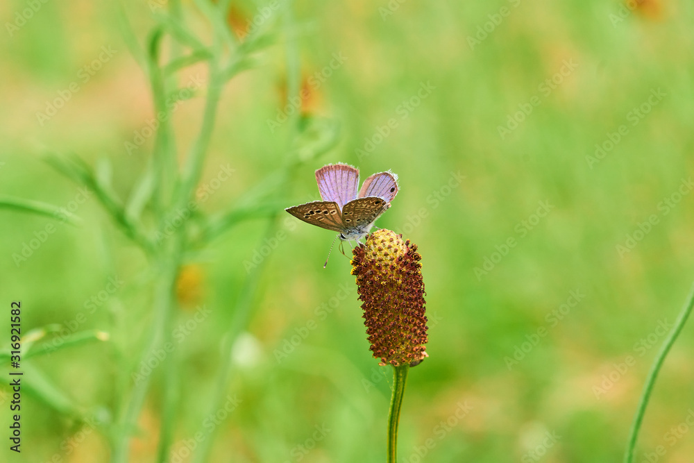 Eastern-tailed Blue butterfly resting on a Mexican Hat, Upright Prairie Coneflower
