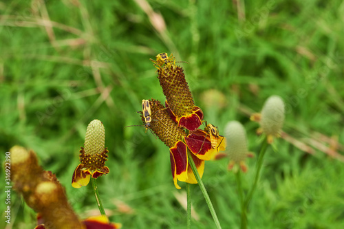Group of three Texas soldier beetles (Chauliognathus scutellaris) sitting on a Mexican Hat, Upright Prairie Coneflower, Thimbleflower, Red and Yellow Flowers in a Open Prairie