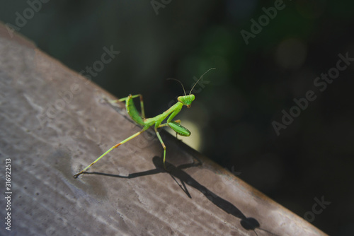 close up of green european mantis on old wooden board, side angle view from above, closeup stock photo image © anastasiia agafonova