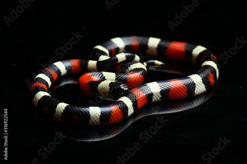 Pueblan milk snake or Campbell's milk snake, Lampropeltis triangulum campbelli, isolated on black background photo