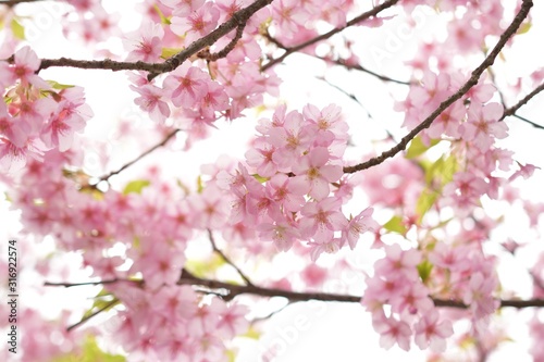 河津桜