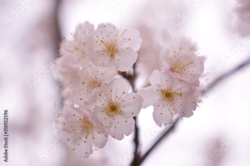 河津桜