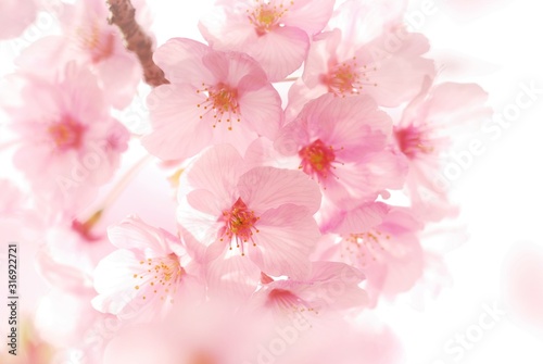 河津桜 © YATA!