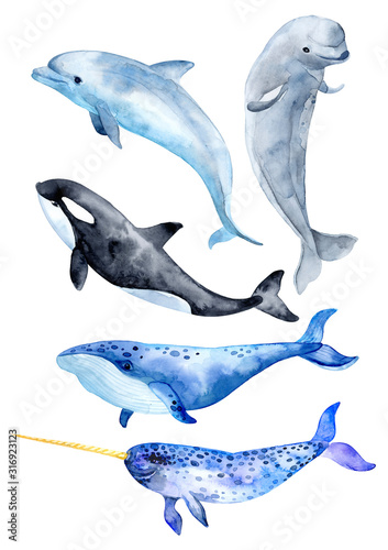Sea animals isolated on white background. Killer whale, blue whale, beluga whale, narwhal and bottlenose dolphin.