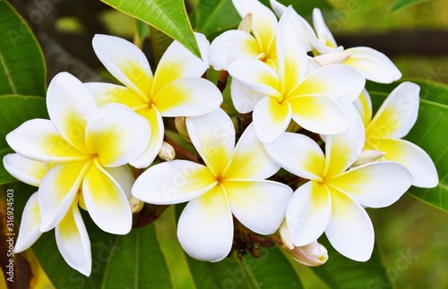 Close up of white and yellow frangipani blossoms