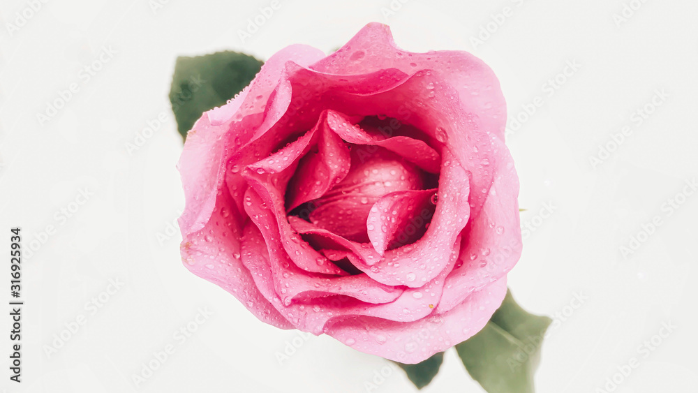 Close up Pink Rose flower with water drops on white, Valentines Day background, wedding day Close up Pink Rose flower with water drops on white, Valentines Day background, wedding day