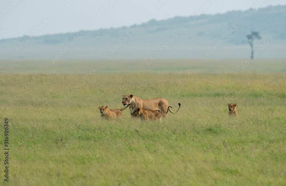 Lioness with three young cubs walking in a grass  from marsh pride seen at Masai Mara, Kenya