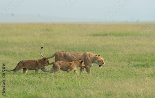 Lioness with two young cubs walking in a grass  from marsh pride seen at Masai Mara, Kenya, Africa