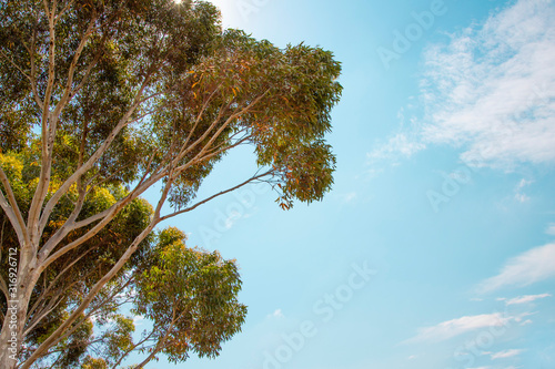 Australia Landscape Pine Tree and sky