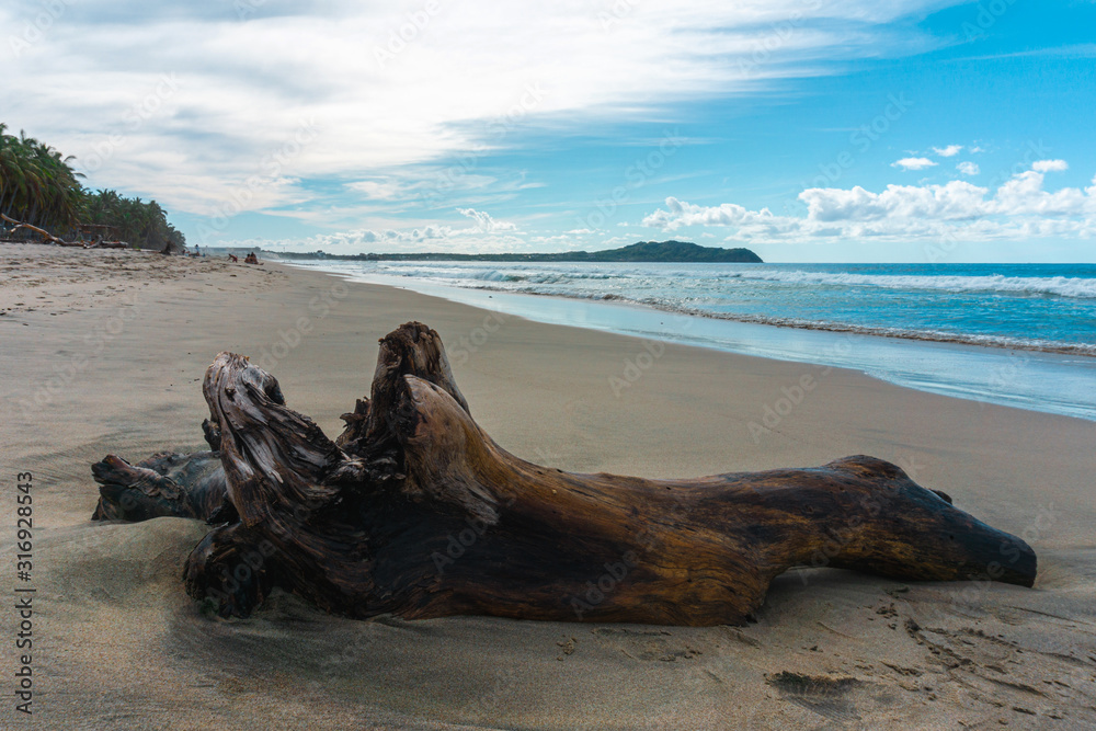 Tree Trunk on Sand in Mexican Beach.