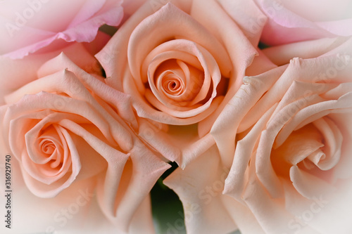 beautiful orange rose gold color of flower blossom blooming in the morning day  image used for wedding romantic love background