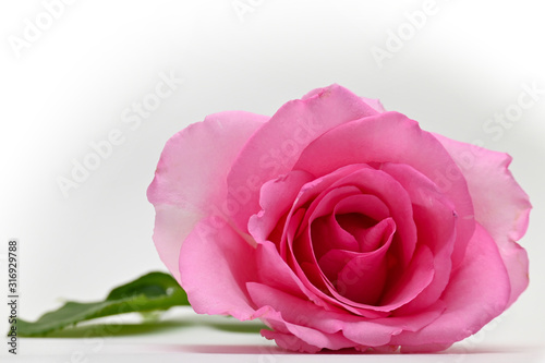 beautiful pink rose flower blossom bud isolated on white background