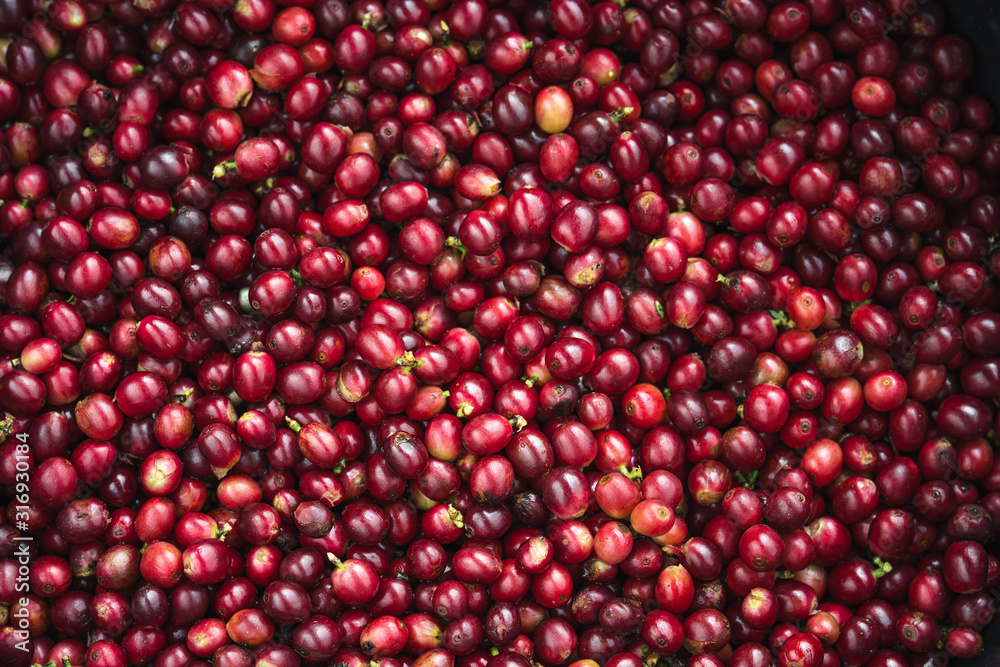 Fresh red coffee red cherry coffee bean in hands Fresh red coffee red cherry coffee bean in hands
