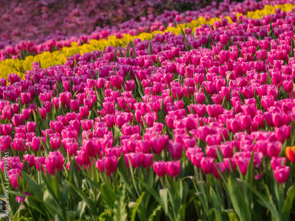Fresh and nature a group of colorful tulip blooming in the garden select focus shallow depth of field, tulip flower background, tulip field