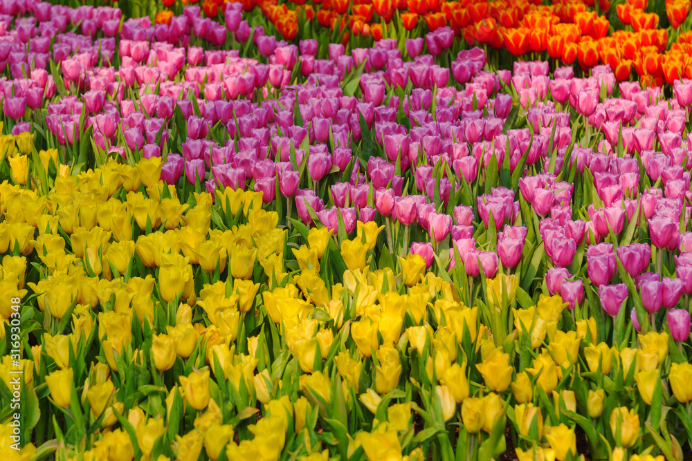 Fresh and nature a group of colorful tulip blooming in the garden select focus shallow depth of field, tulip flower background, tulip field Fresh and nature a group of colorful tulip blooming in the garden select focus shallow depth of field, tulip flower background, tulip field