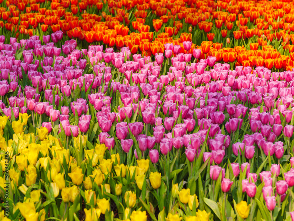 Fresh and nature a group of colorful tulip blooming in the garden select focus shallow depth of field, tulip flower background, tulip field Fresh and nature a group of colorful tulip blooming in the garden select focus shallow depth of field, tulip flower background, tulip field