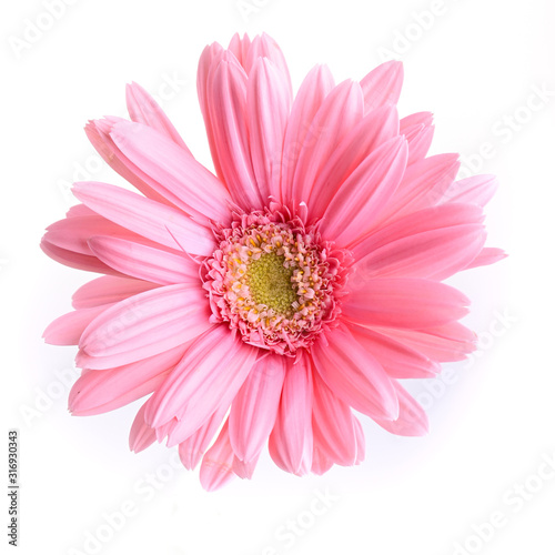 pink gerbera blooming in springtime  beautiful single flower isolated on white background