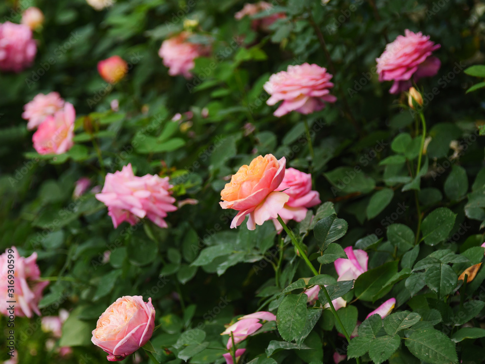 Close-up shot blooming fresh and natural rose flower against a green meadow select focus shallow depth of field