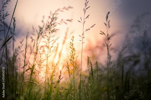 Gräser im Sonnenuntergang