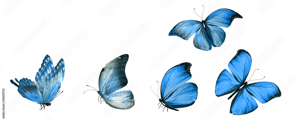 Color butterflies , isolated on white background Color butterflies , isolated on white background