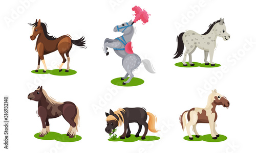 Different Horse Breeds Standing on the Ground Vector Set