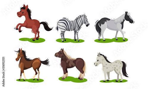 Different Horse Breeds Standing on the Ground Vector Set