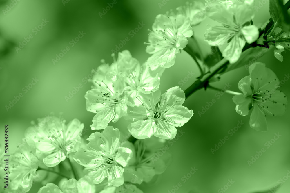 Beautiful blossoming cherry tree on a spring day. Natural background green color toned Beautiful blossoming cherry tree on a spring day. Natural background green color toned