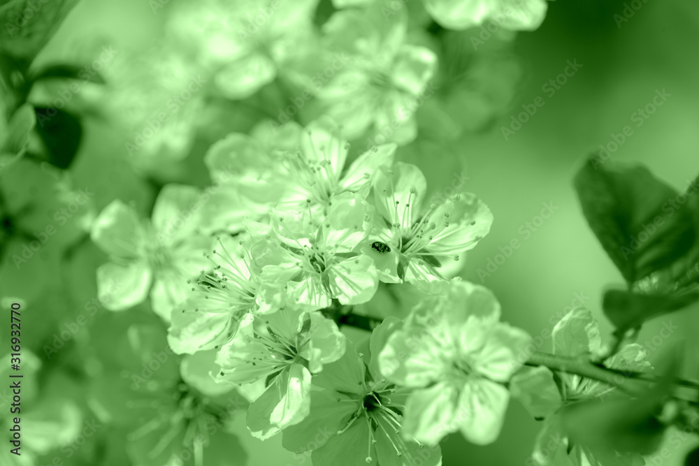 Beautiful blossoming cherry tree on a spring day. Natural background green color toned Beautiful blossoming cherry tree on a spring day. Natural background green color toned