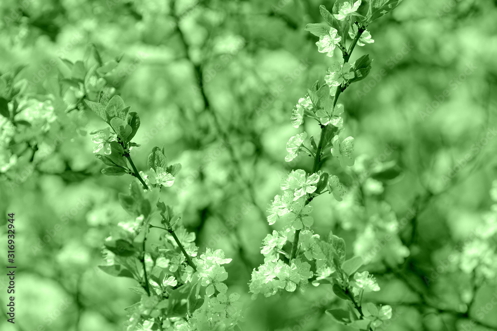 Beautiful blossoming cherry tree on a spring day. Natural background green color toned Beautiful blossoming cherry tree on a spring day. Natural background green color toned