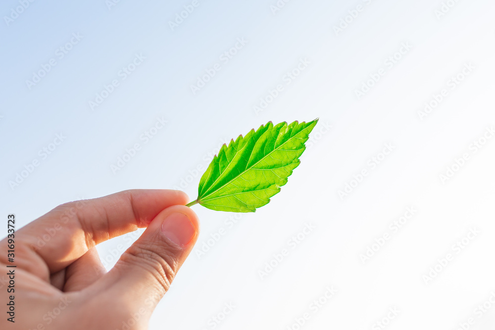 leaves shrug with their hand on the white sky background leaves shrug with their hand on the white sky background