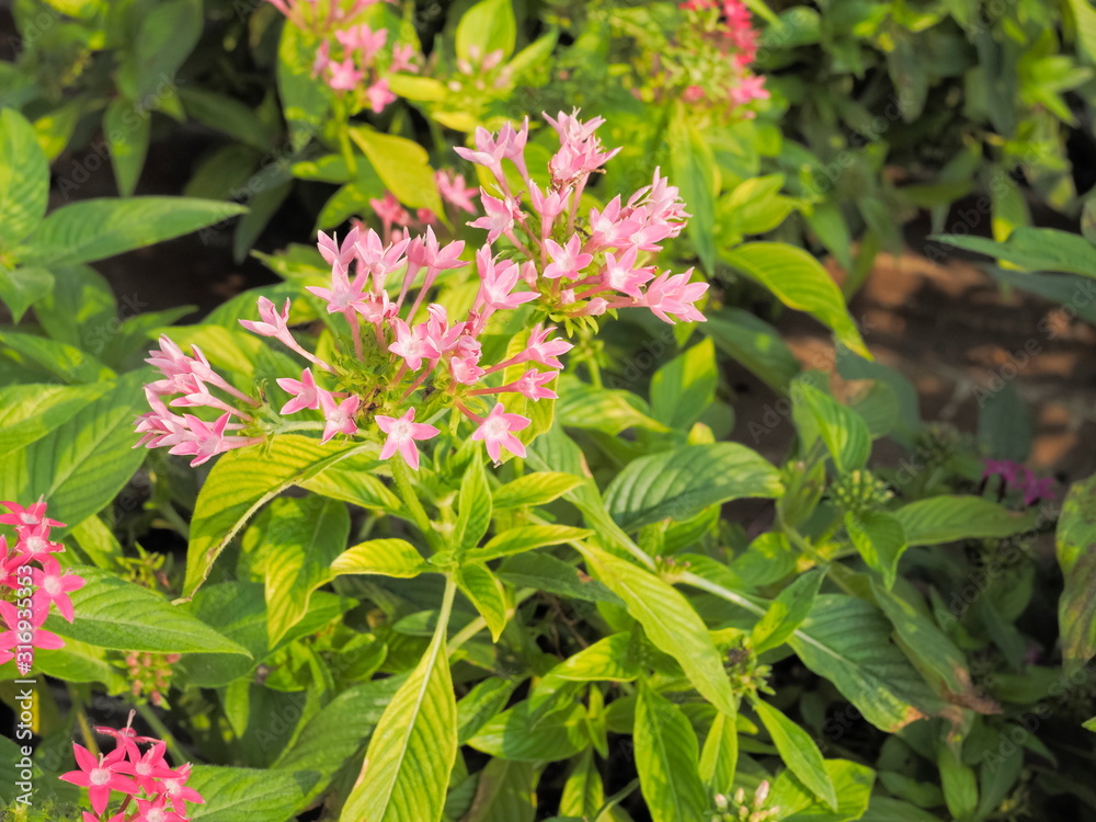 beautiful Pentas lanceolata known as Egyptian starcluster, pink flowers blossom on branches with green leaves nature blurred background. beautiful Pentas lanceolata known as Egyptian starcluster, pink flowers blossom on branches with green leaves nature blurred background.