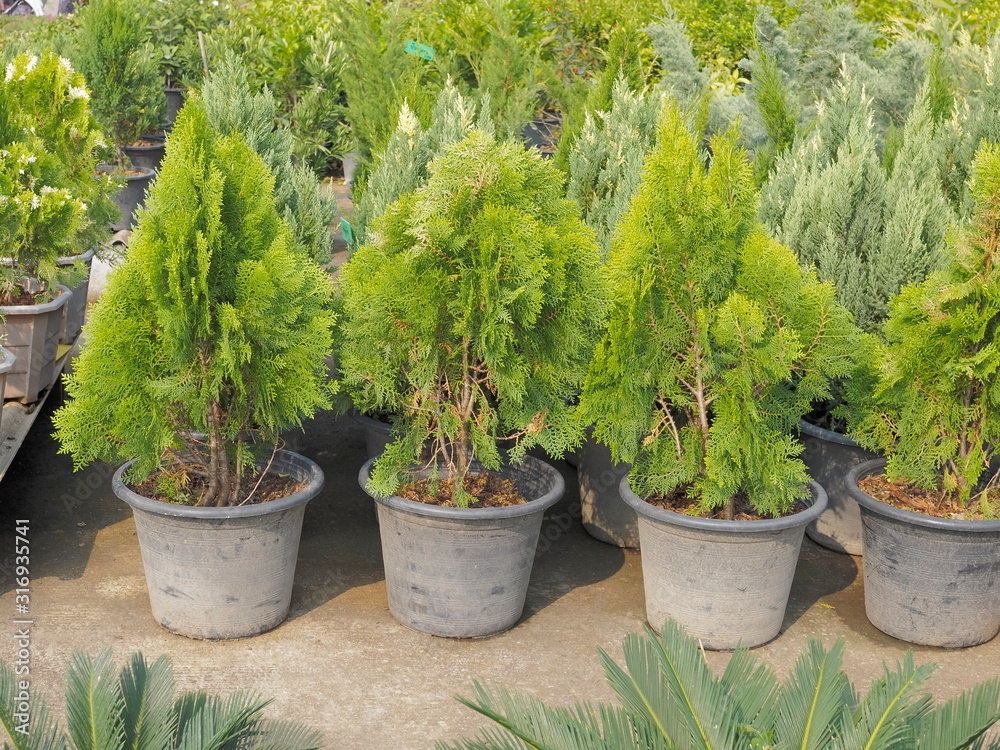 Pine trees flowering in flower pots in garden background. Pine trees flowering in flower pots in garden background.