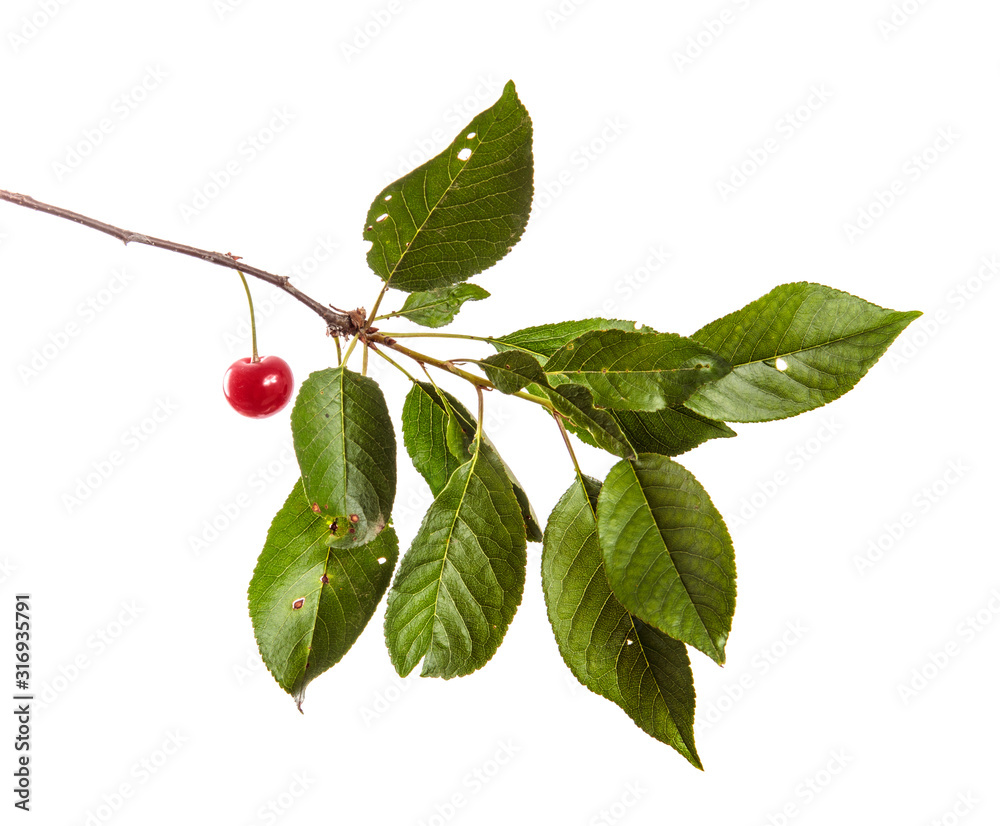 Cherry tree branch with green leaves and berries on a white isolated background. Isolate Cherry tree branch with green leaves and berries on a white isolated background. Isolate
