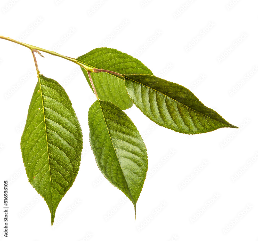 Fototapeta premium Cherry tree branch with green leaves on a white isolated background. Isolate