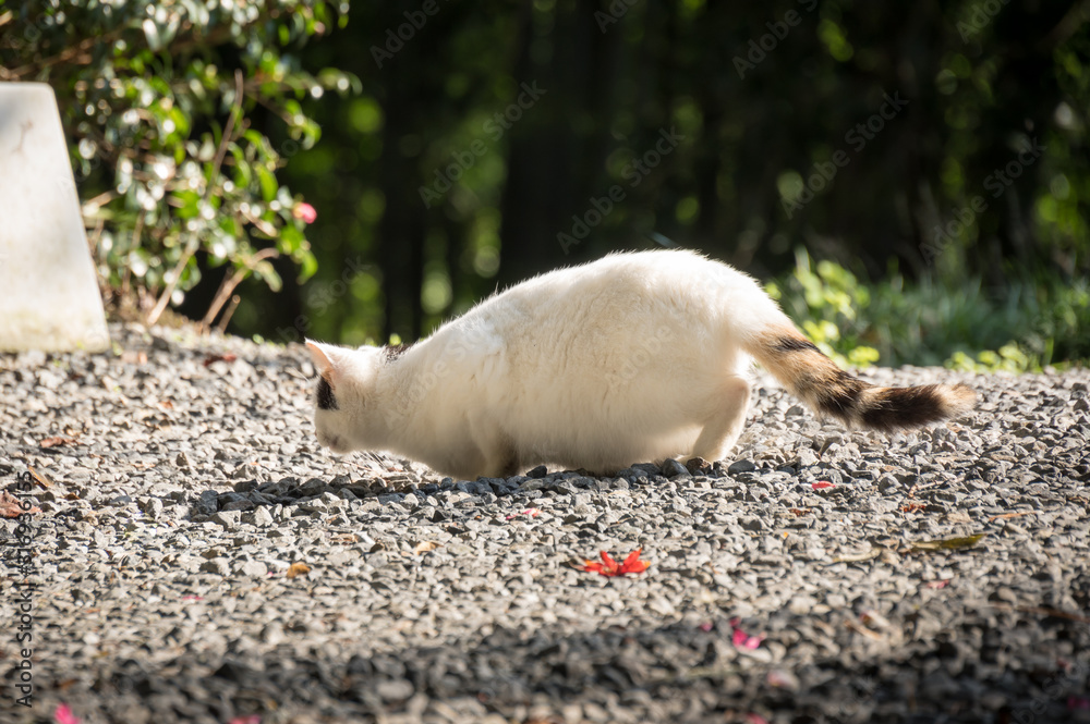 Obraz premium 白い猫