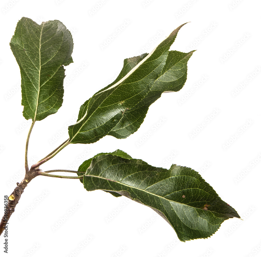 Apple tree branch with green leaves isolate. Fruit tree branch on an isolated white background. Apple tree branch with green leaves isolate. Fruit tree branch on an isolated white background.