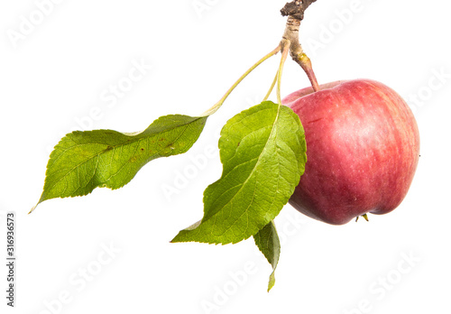 Apple tree branch with fruits isolate. Ripe apple on a branch close-up on an isolated white background.