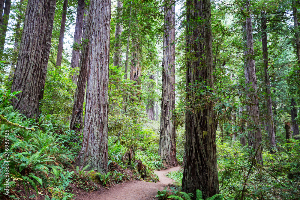 Obraz premium Redwoods