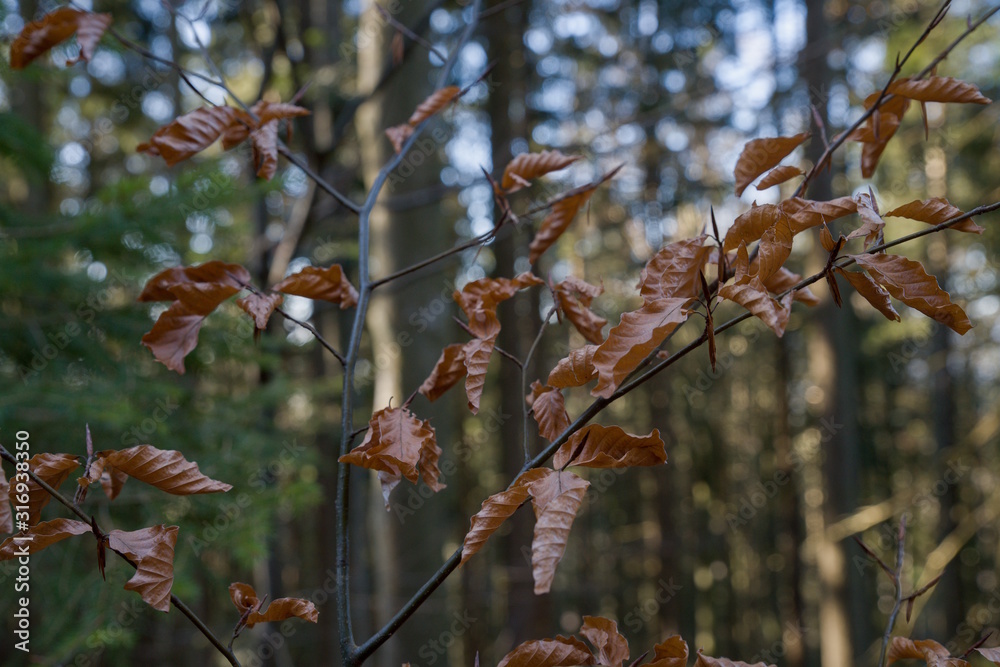 Buchenblätter im Winter im Bayrischen Wald - Gsengetstein Buchenblätter im Winter im Bayrischen Wald - Gsengetstein