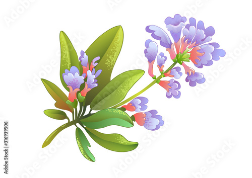 Sage (salvia) herb isolated. Vector illustration, icon of  tea additive 