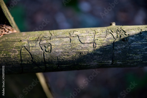 Fraßgänge des Borkenkäfers - Scolytinae photo